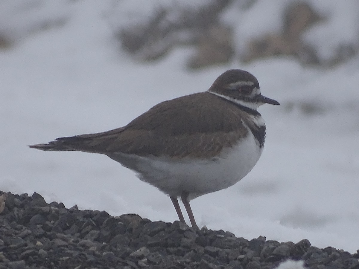 Killdeer - Shey Claflin