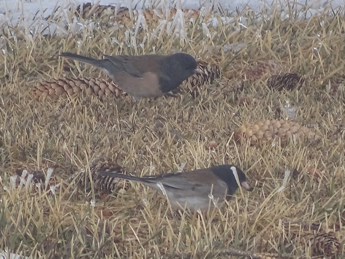 Dark-eyed Junco - Shey Claflin