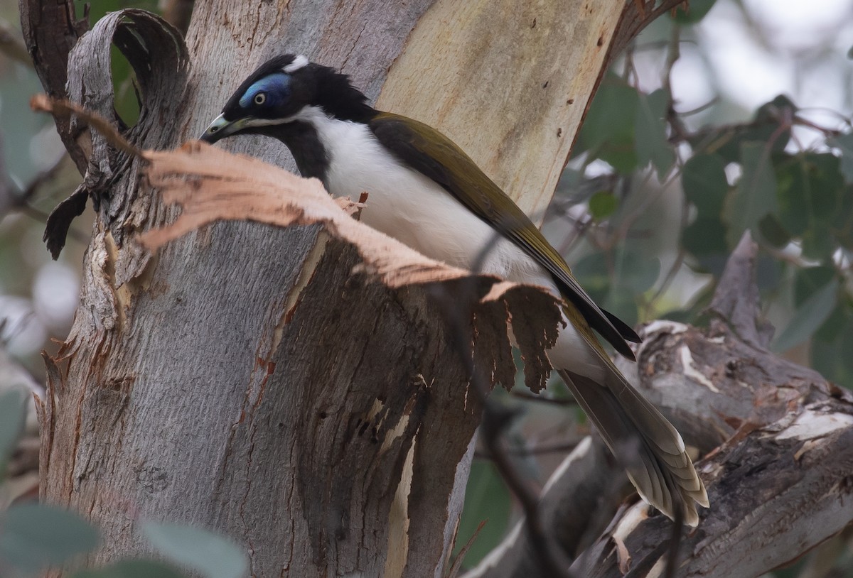 Blue-faced Honeyeater - shorty w