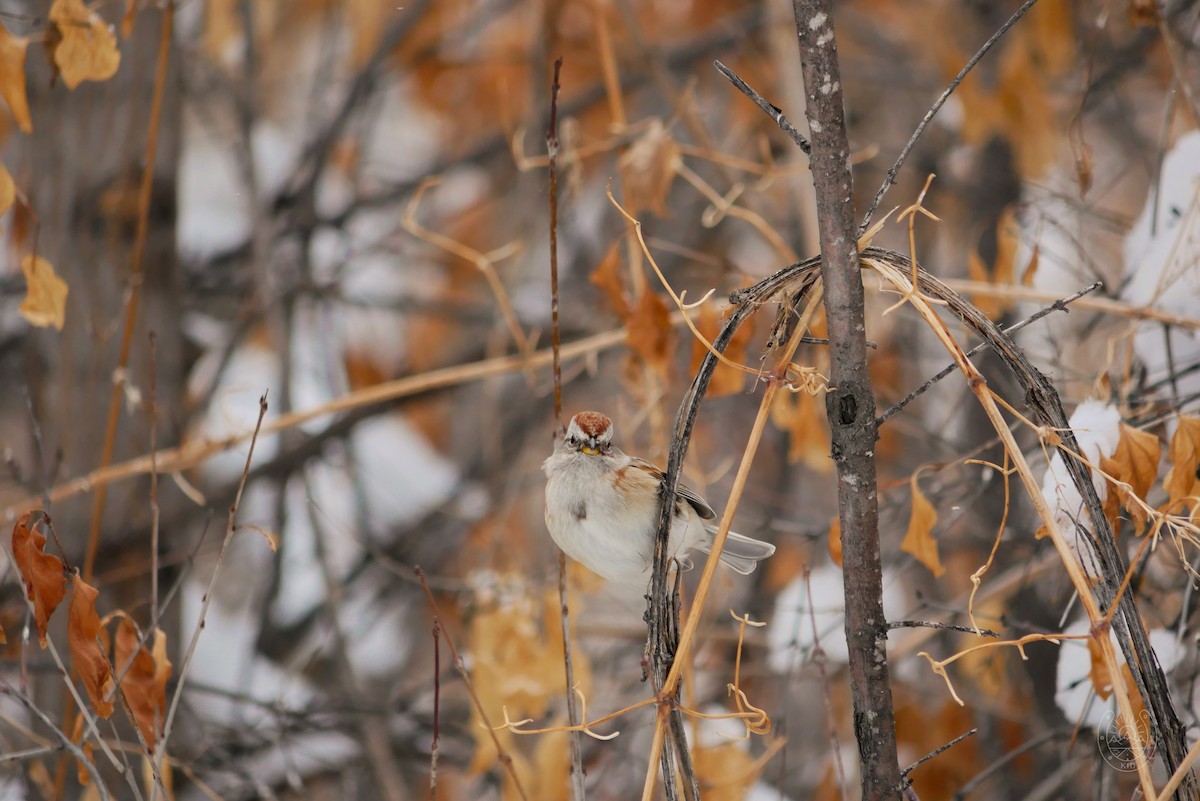 American Tree Sparrow - ML544481261