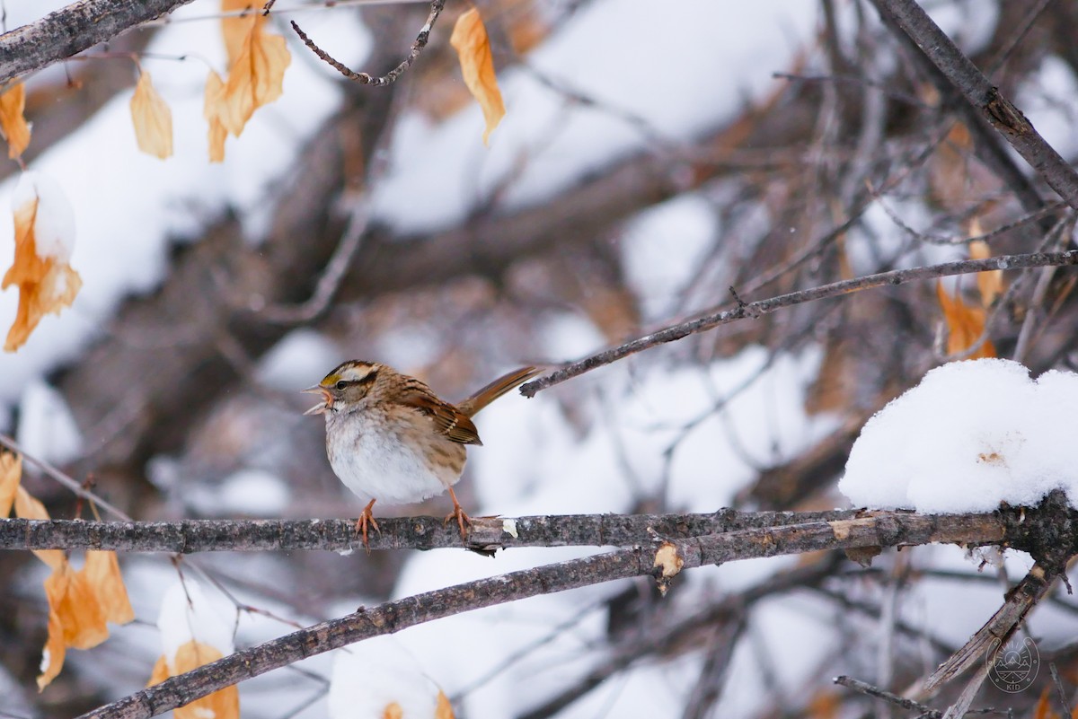 White-throated Sparrow - ML544481331