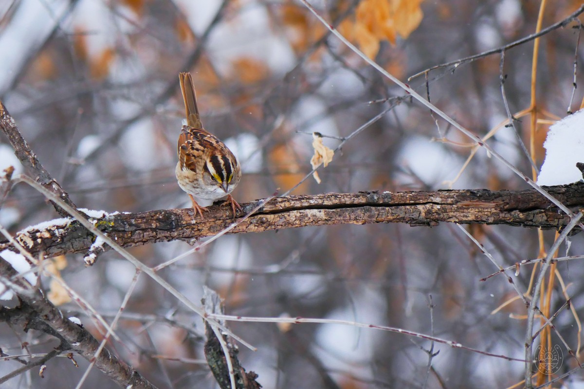 White-throated Sparrow - ML544481351