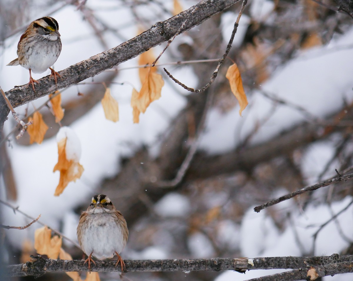 White-throated Sparrow - ML544481511