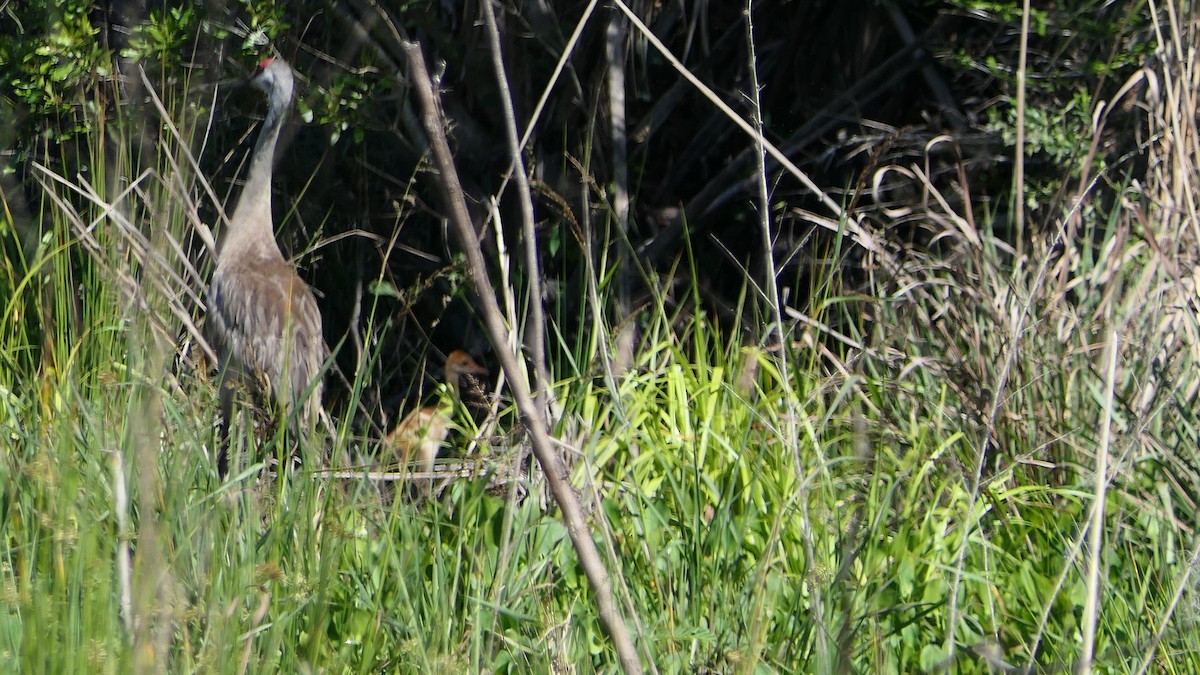 Sandhill Crane - ML544484101