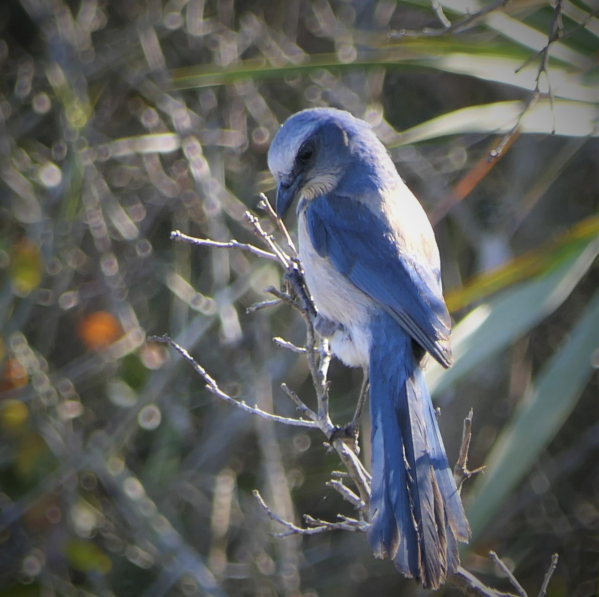 Florida Scrub-Jay - ML544485781