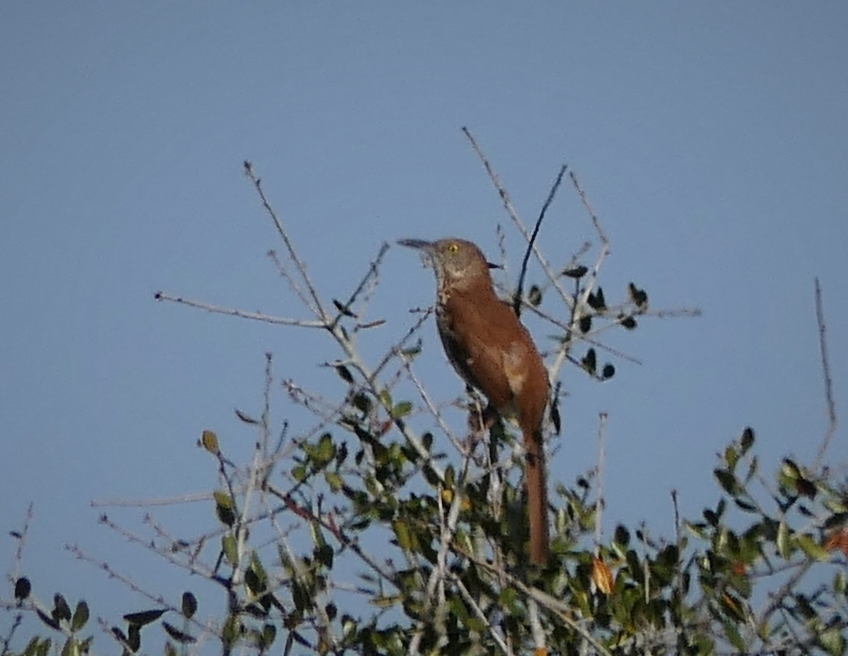 Brown Thrasher - ML544486031