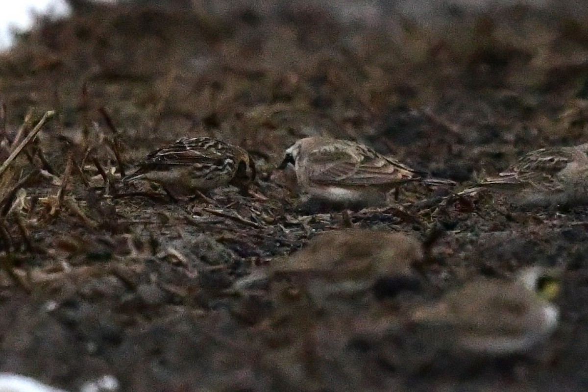 Lapland Longspur - ML544486911