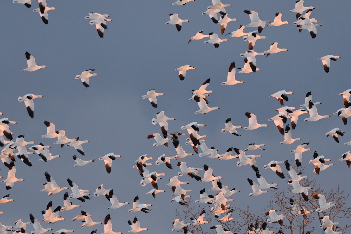 Snow Goose - ML544488321