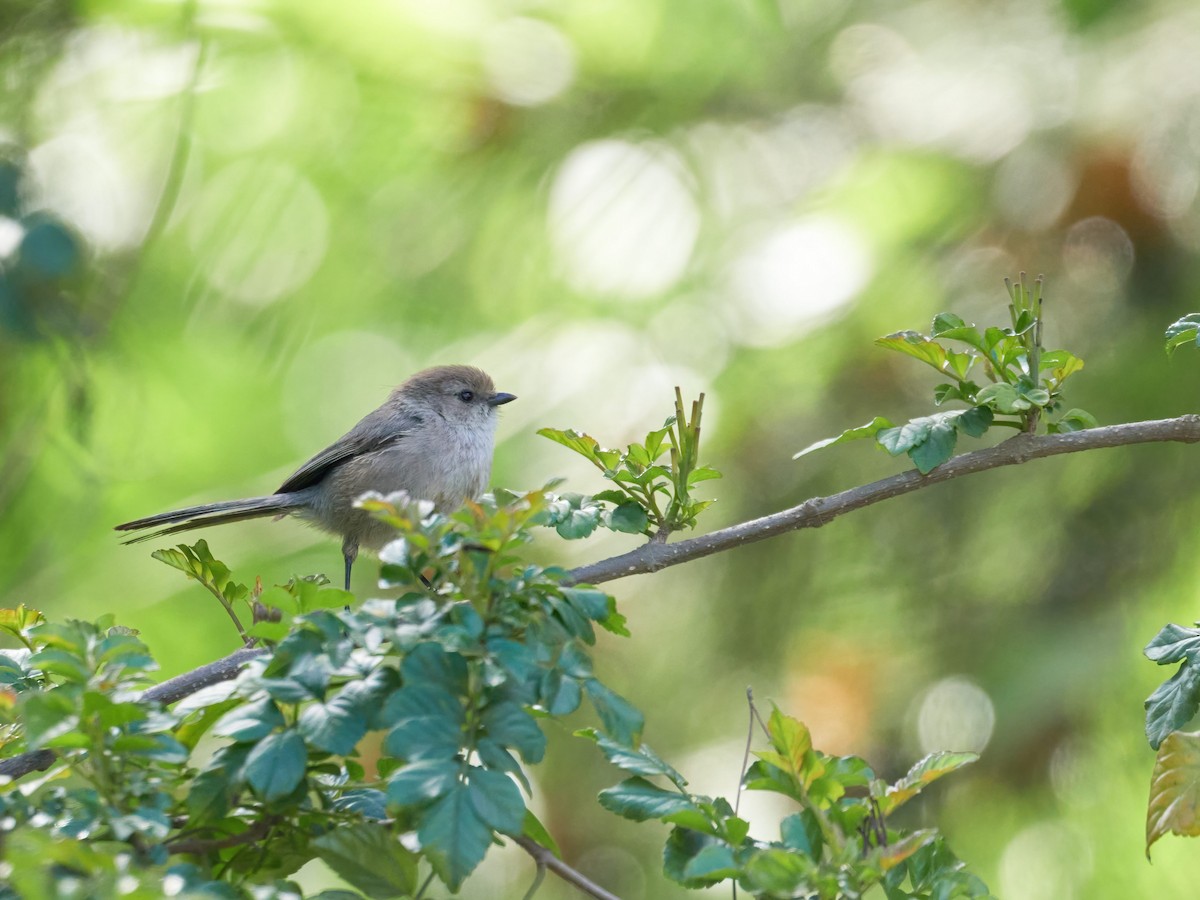 Bushtit - Alex Eisengart