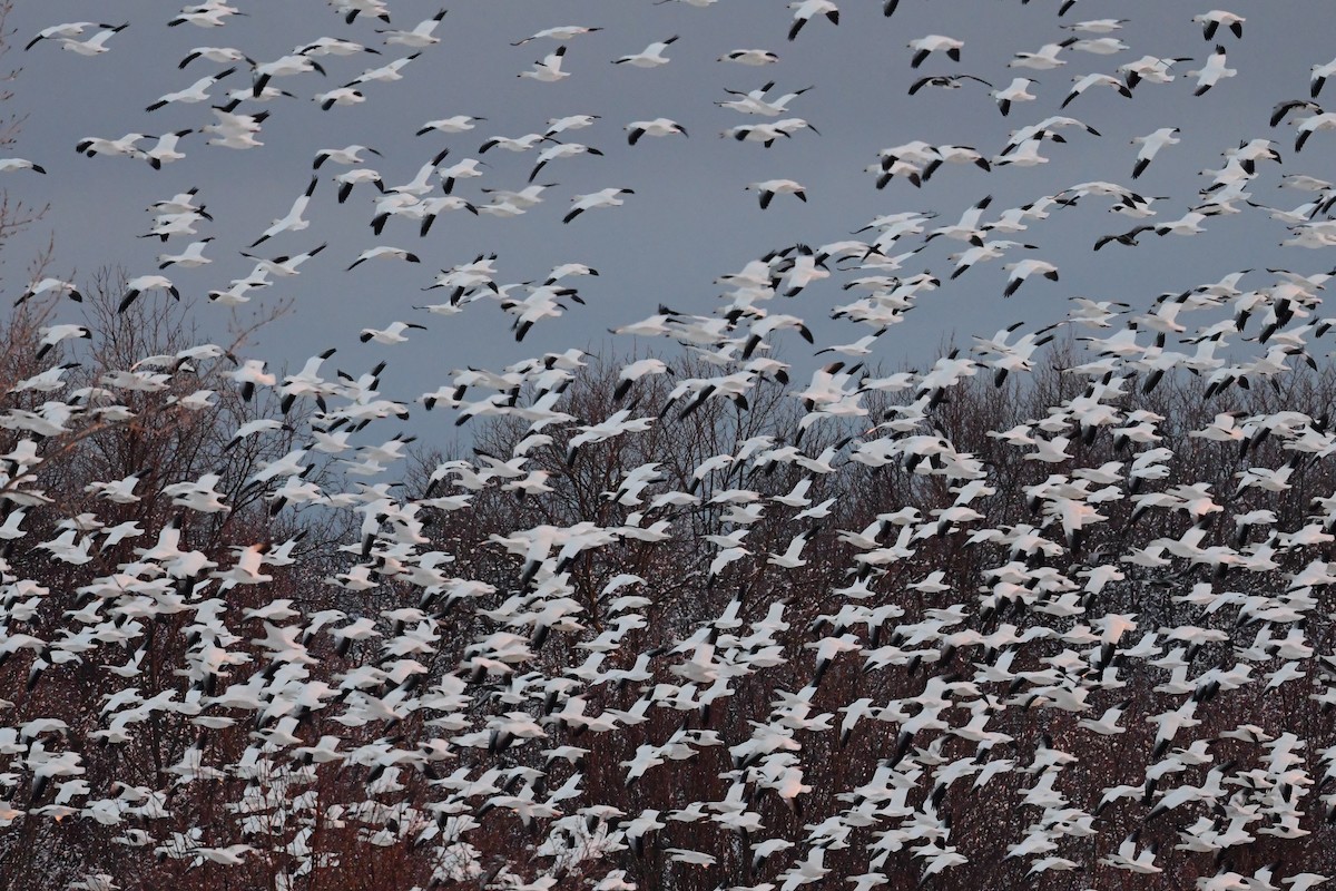 Snow Goose - Paul Herwood