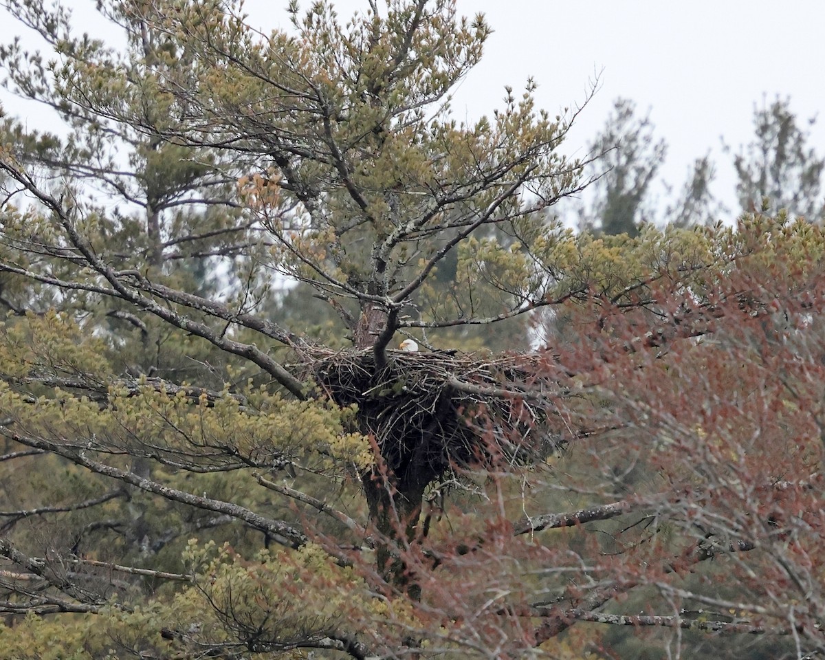 Bald Eagle - ML544489071