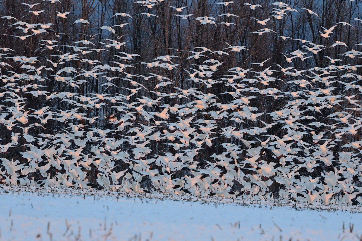 Snow Goose - Paul Herwood