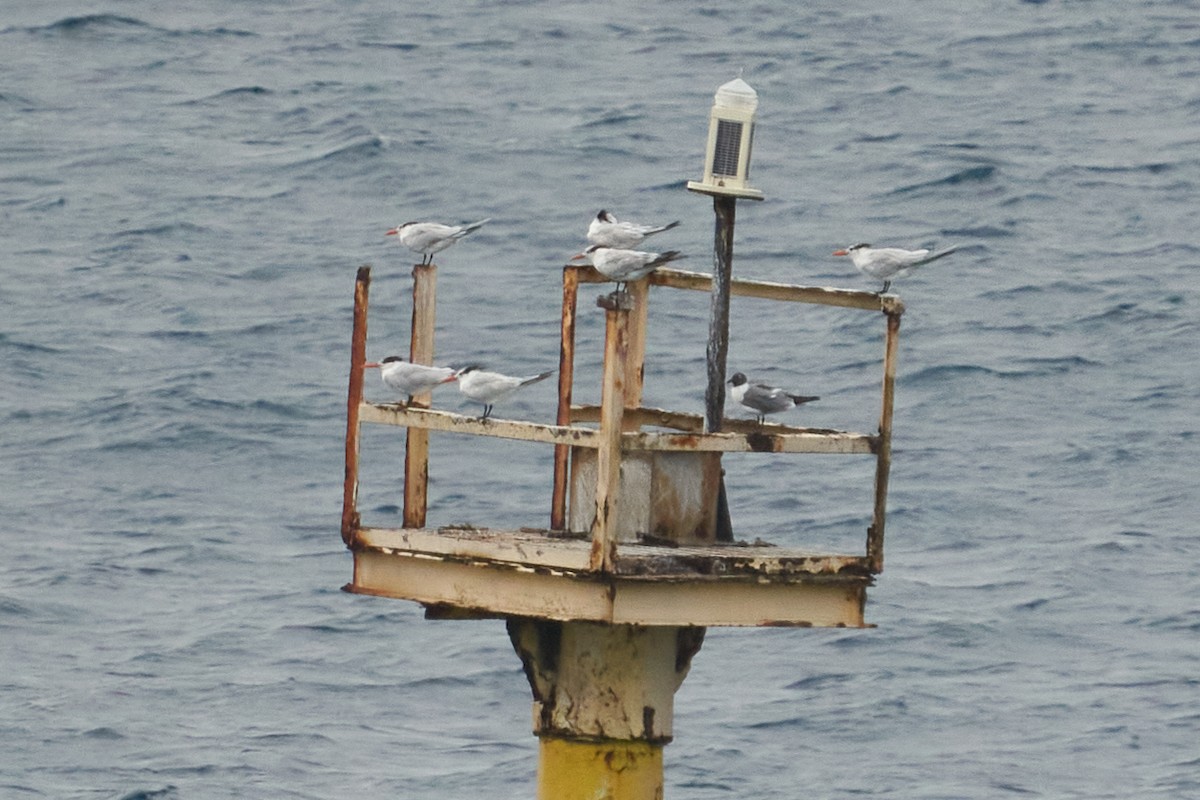 Gaviota Guanaguanare - ML544489991