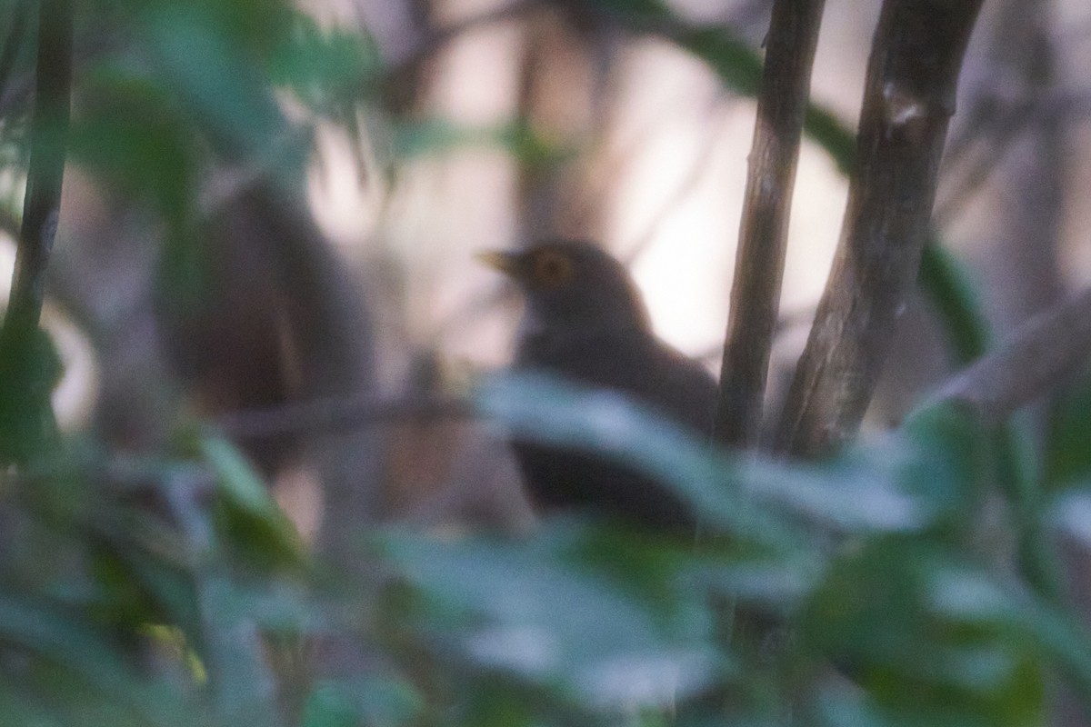 Spectacled Thrush - ML544490091