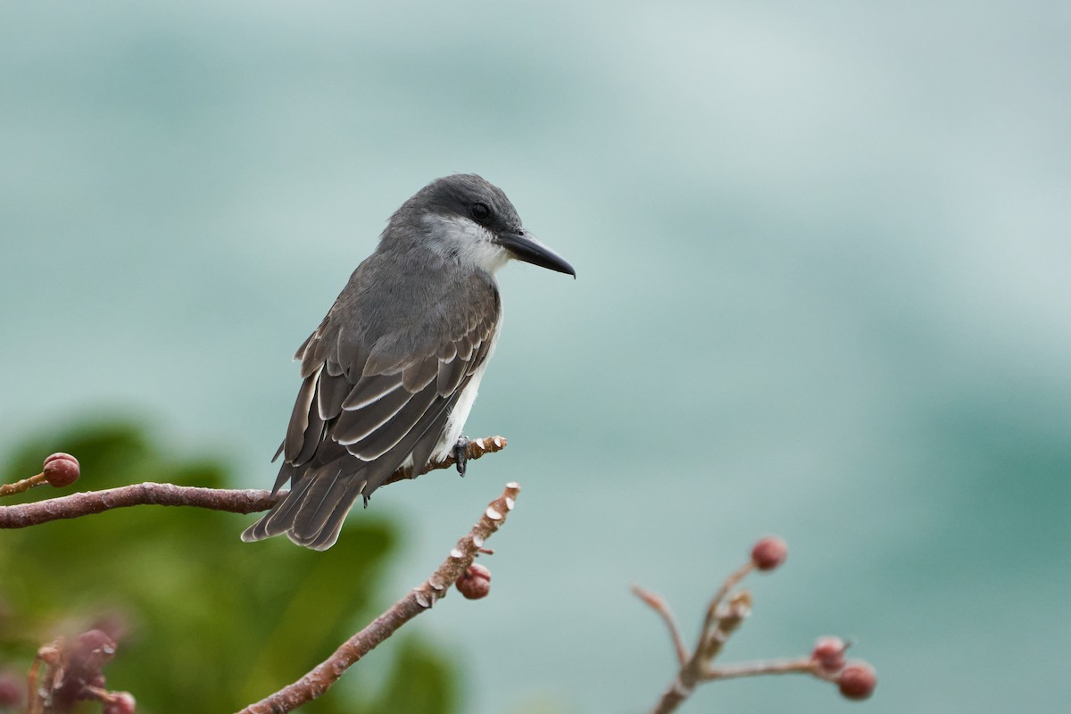 Gray Kingbird - ML544490241