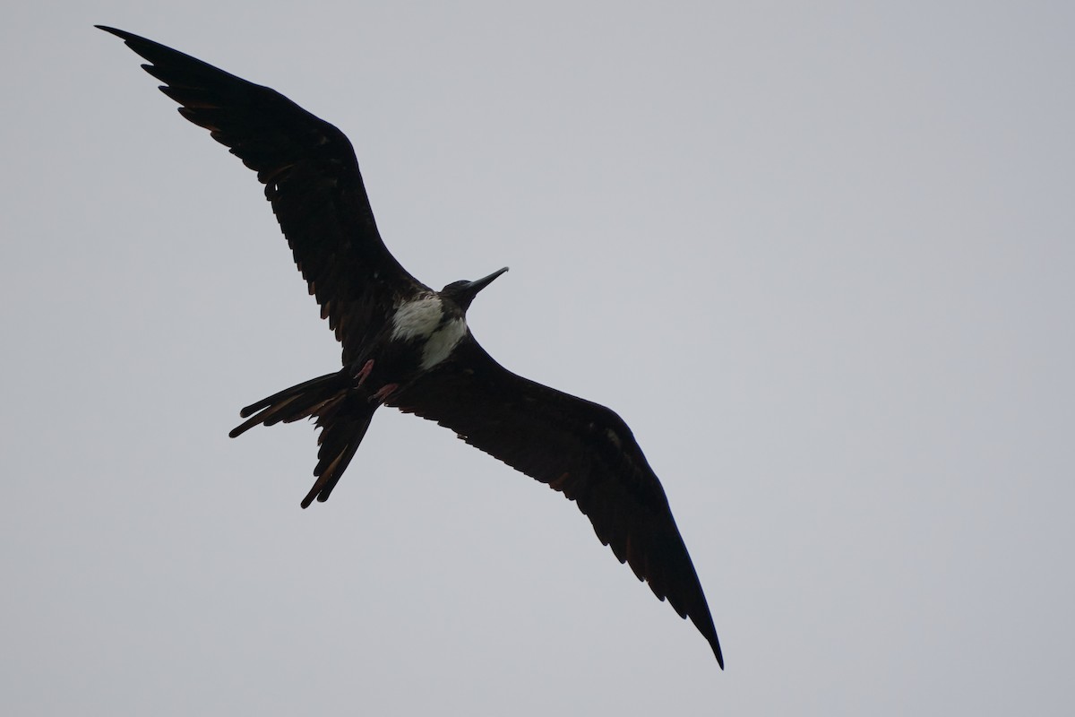 Magnificent Frigatebird - ML544490351