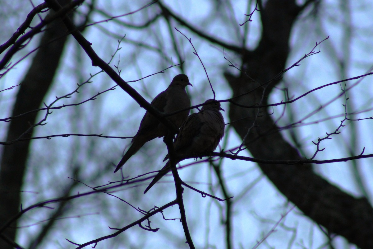 Mourning Dove - ML544490681
