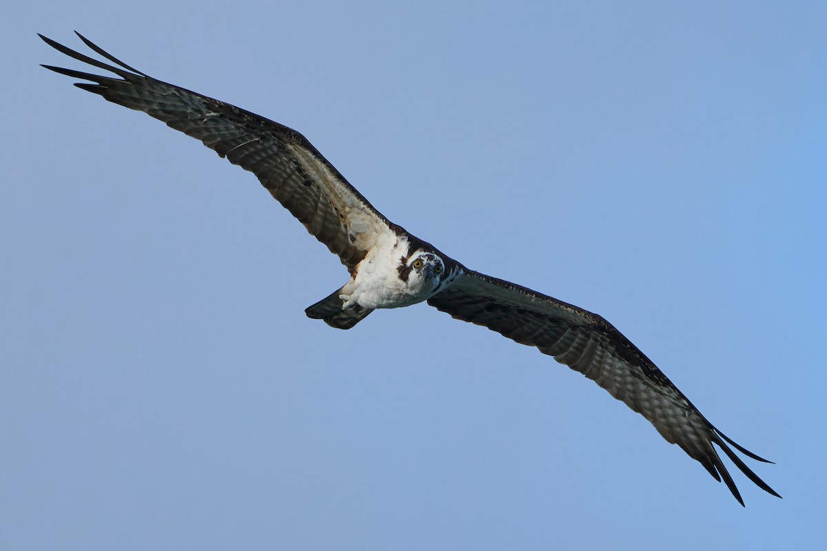 Balbuzard pêcheur - ML544490741