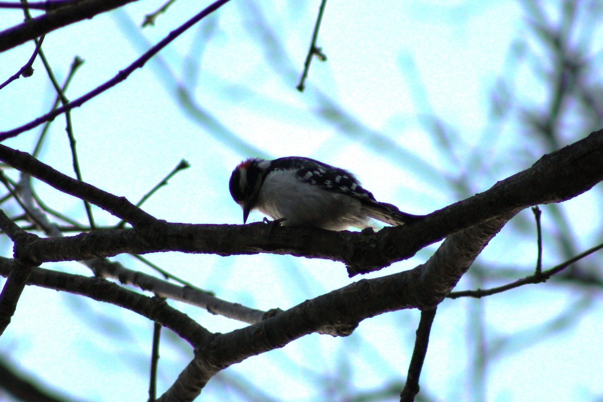 Downy Woodpecker - ML544490781