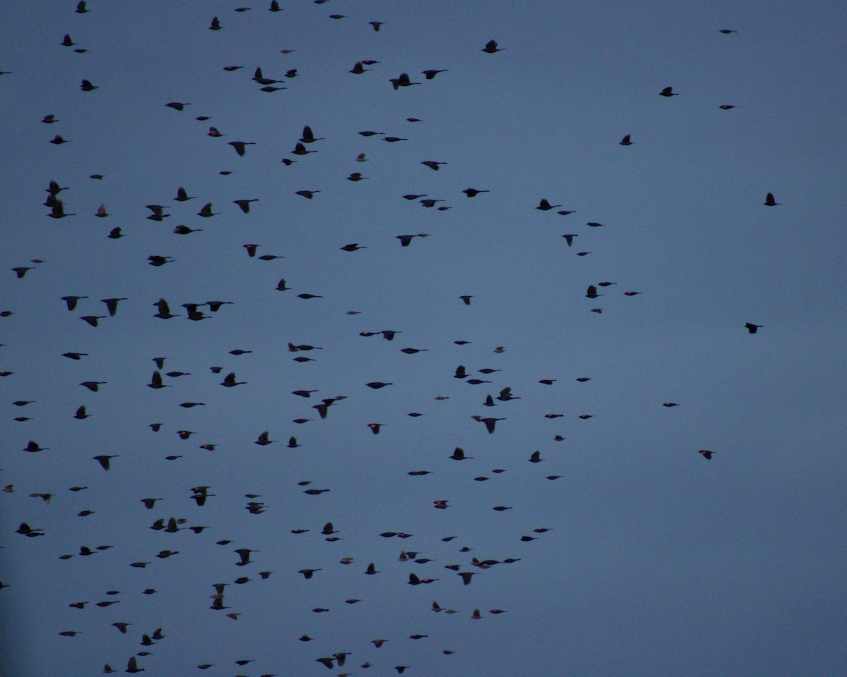 Red-winged Blackbird - ML544490871