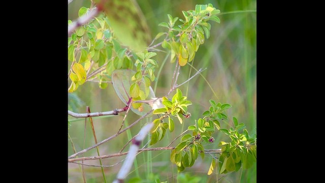 Yellow-headed Warbler - ML544490931