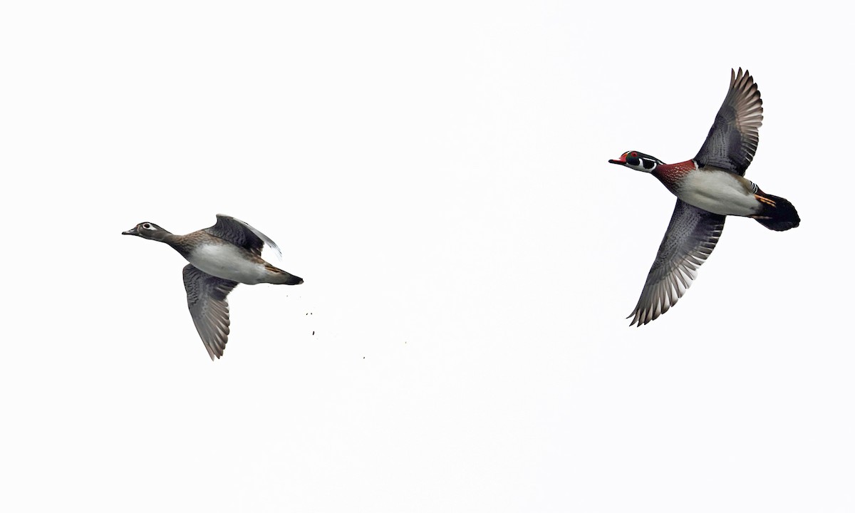 Wood Duck - ML544491111