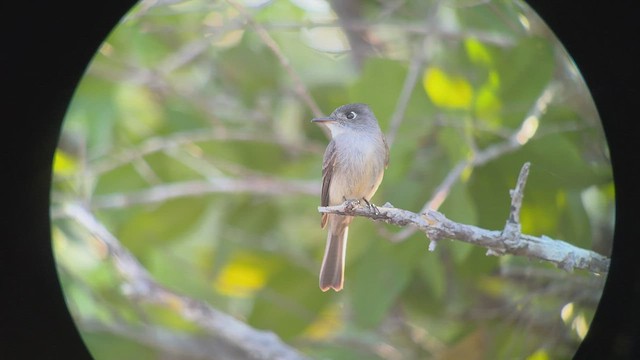 Cuban Pewee - ML544491201