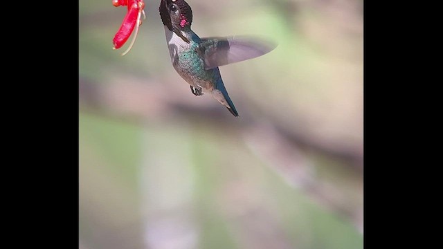 Bee Hummingbird - ML544491751
