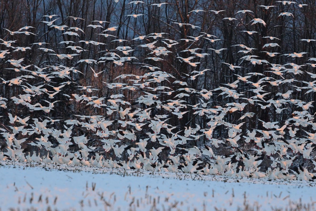 Snow Goose - Paul Herwood