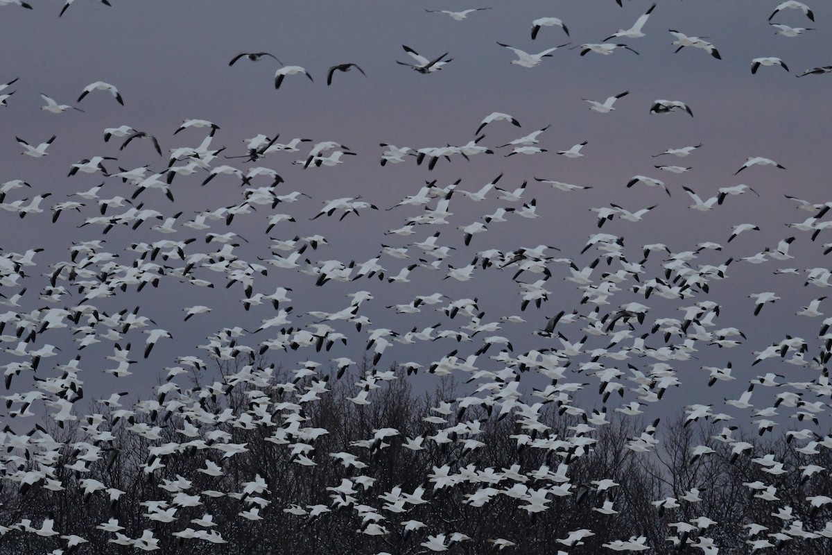 Snow Goose - Paul Herwood