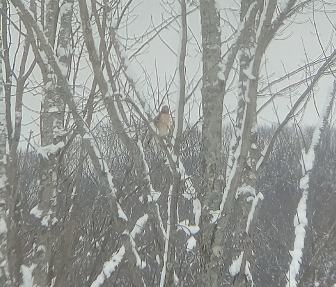 Red-shouldered Hawk - ML544494501