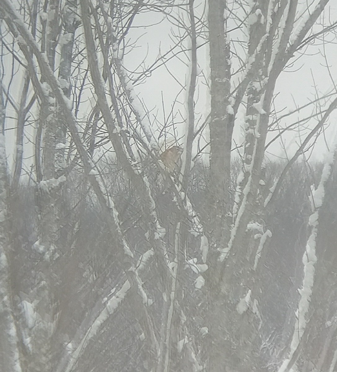 Red-shouldered Hawk - Jonathan Weeks