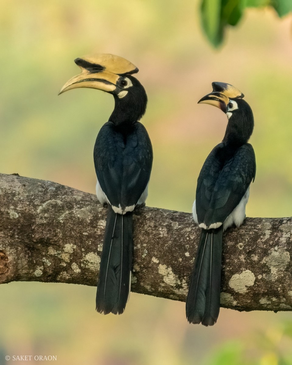 Oriental Pied-Hornbill - Saket Oraon