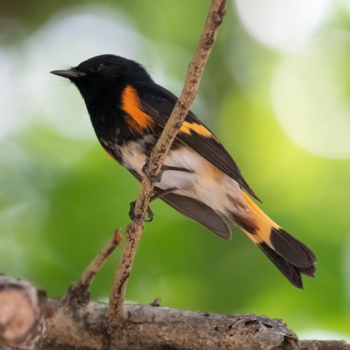 American Redstart - ML544495021