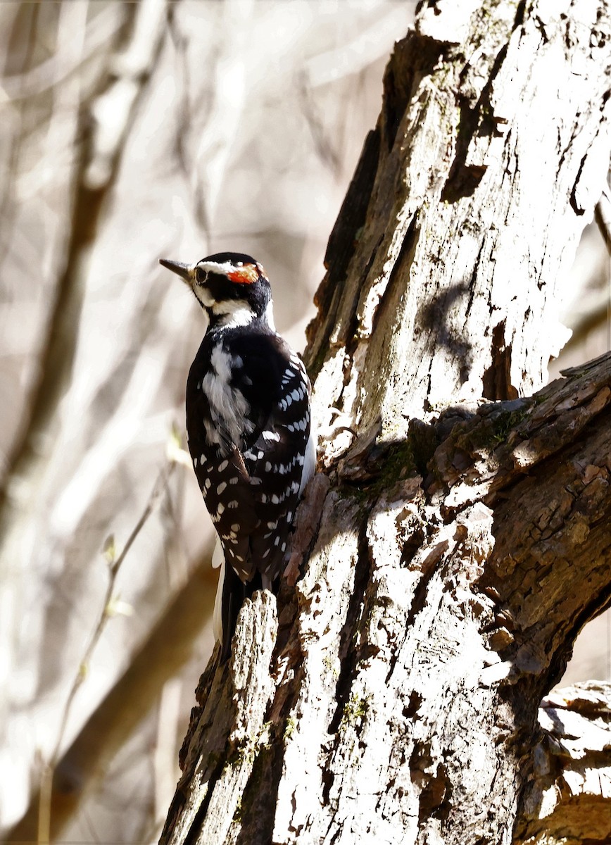 Hairy Woodpecker - ML544495701