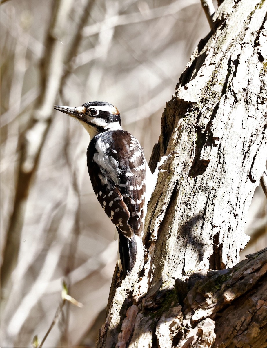 Hairy Woodpecker - ML544495721