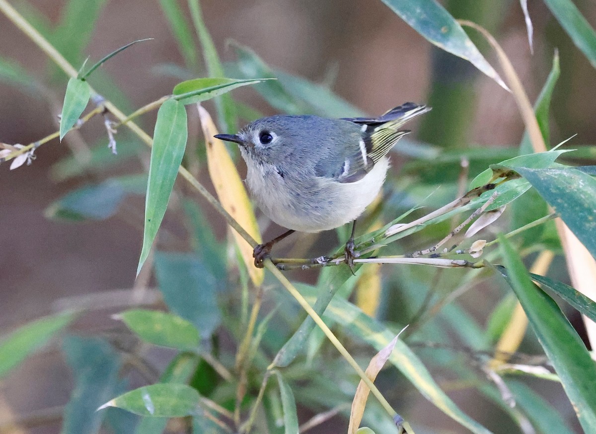 Ruby-crowned Kinglet - ML544495791