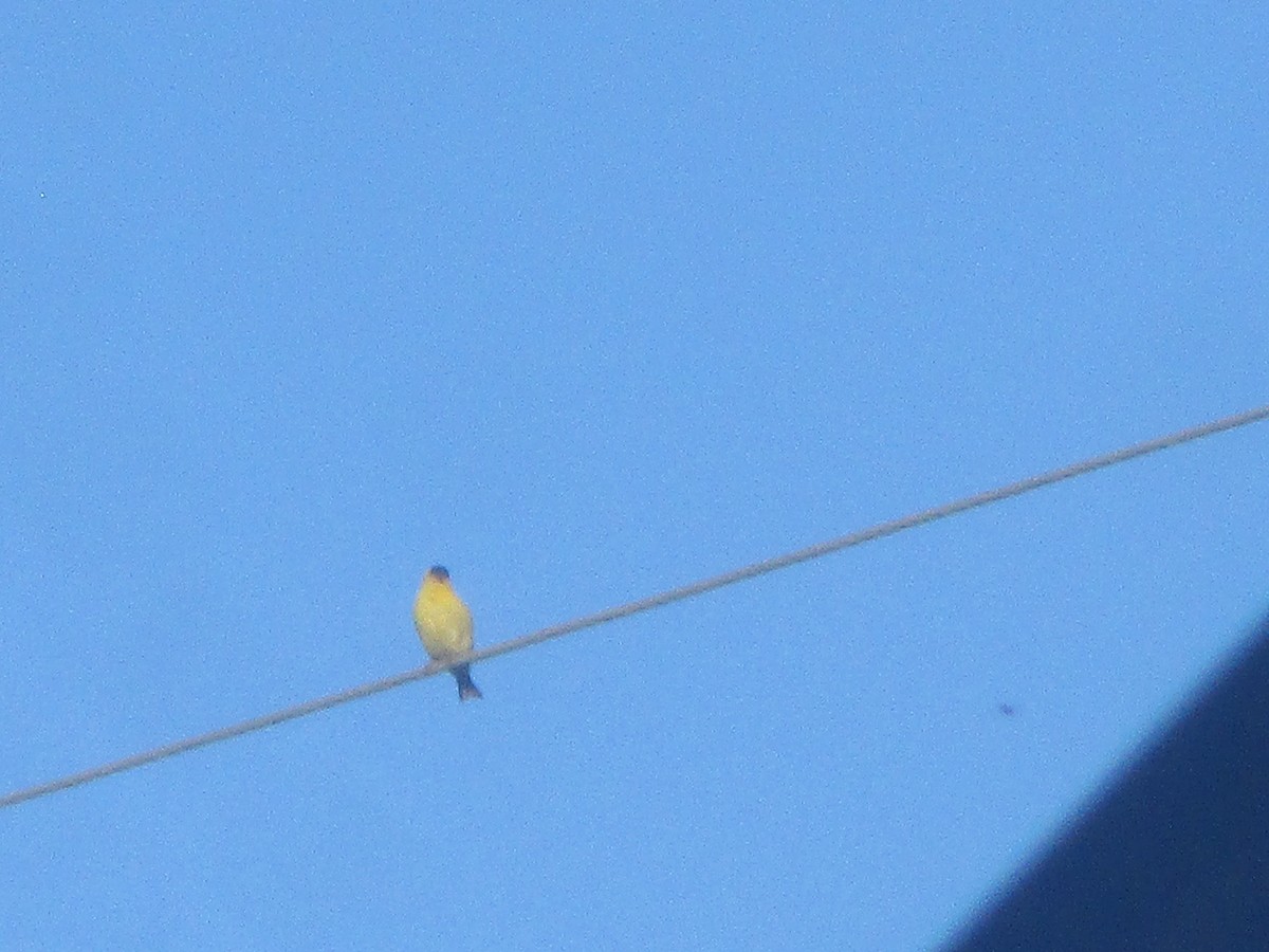 American Goldfinch - ML544495831