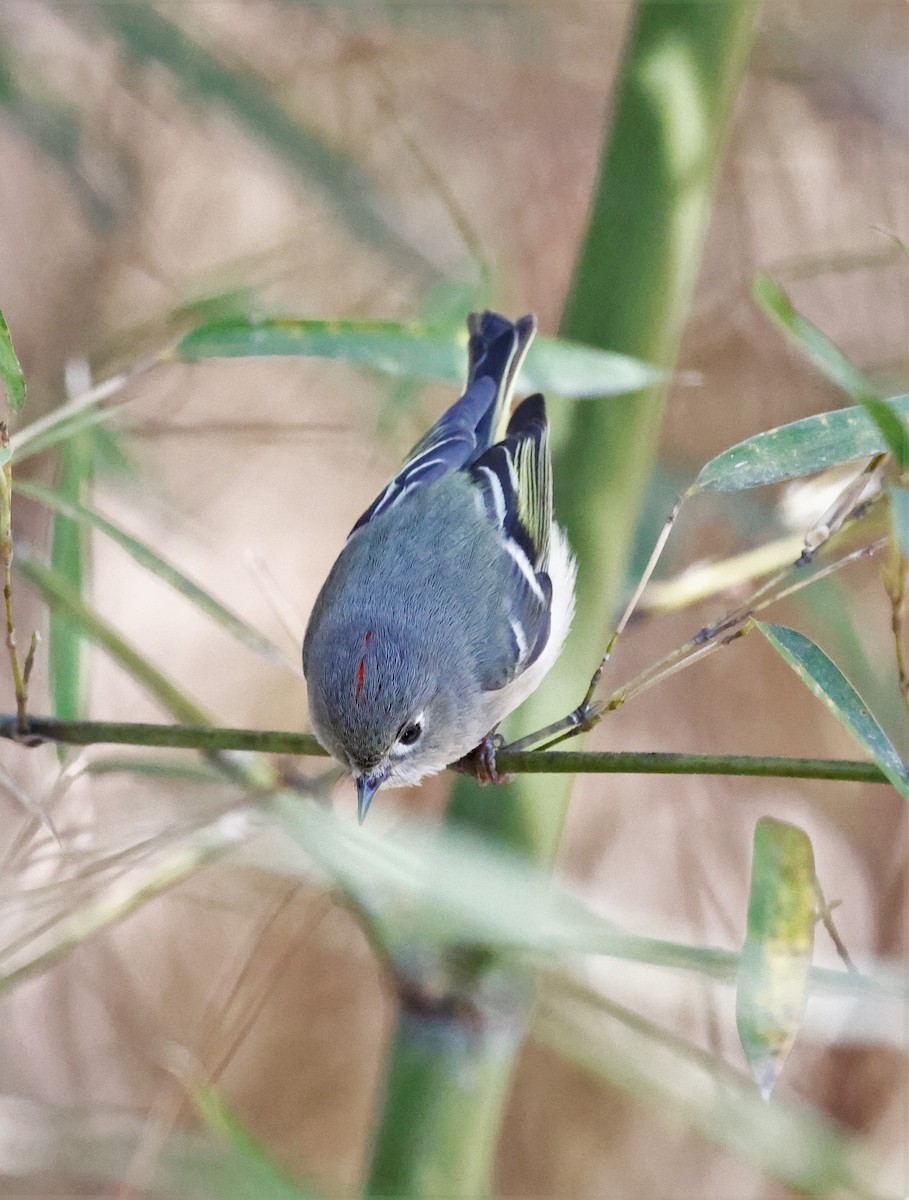 Ruby-crowned Kinglet - ML544495841