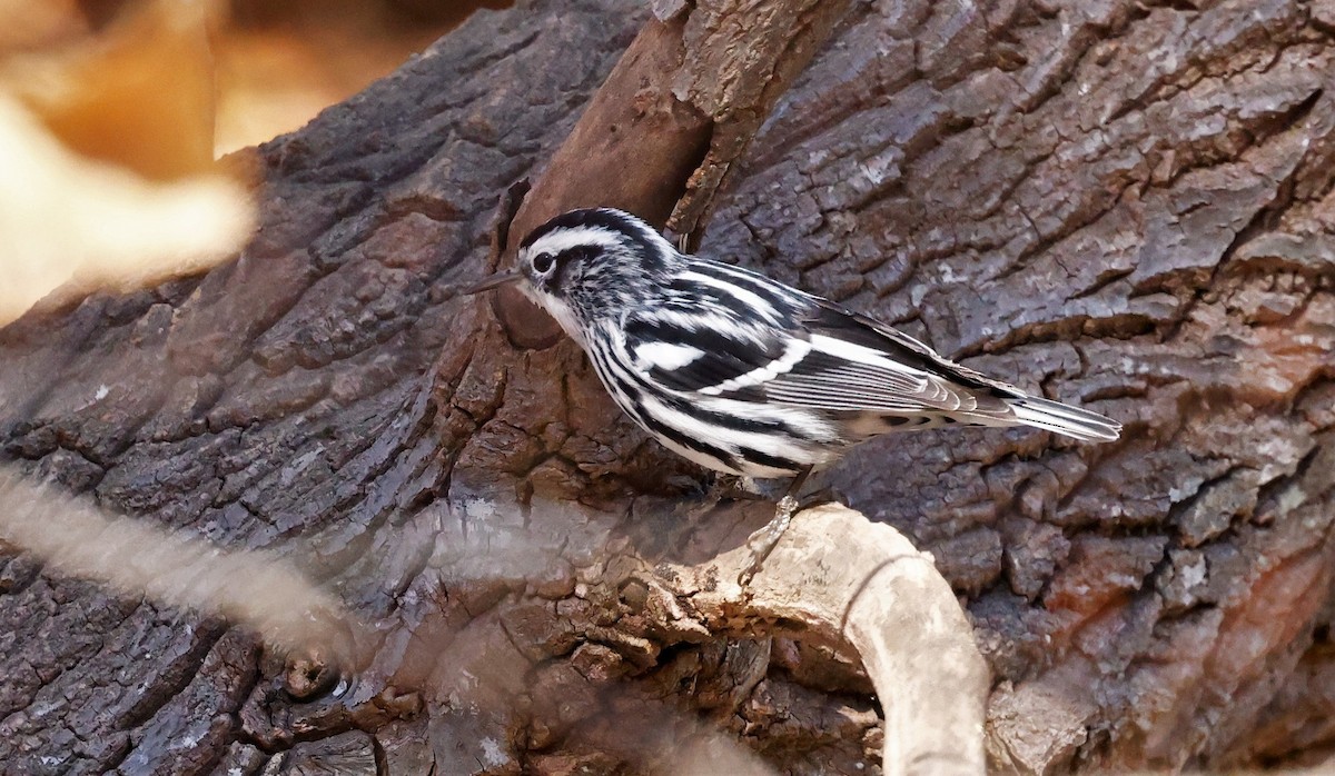 Black-and-white Warbler - ML544496301