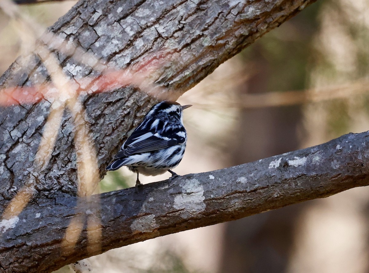 Black-and-white Warbler - ML544496321