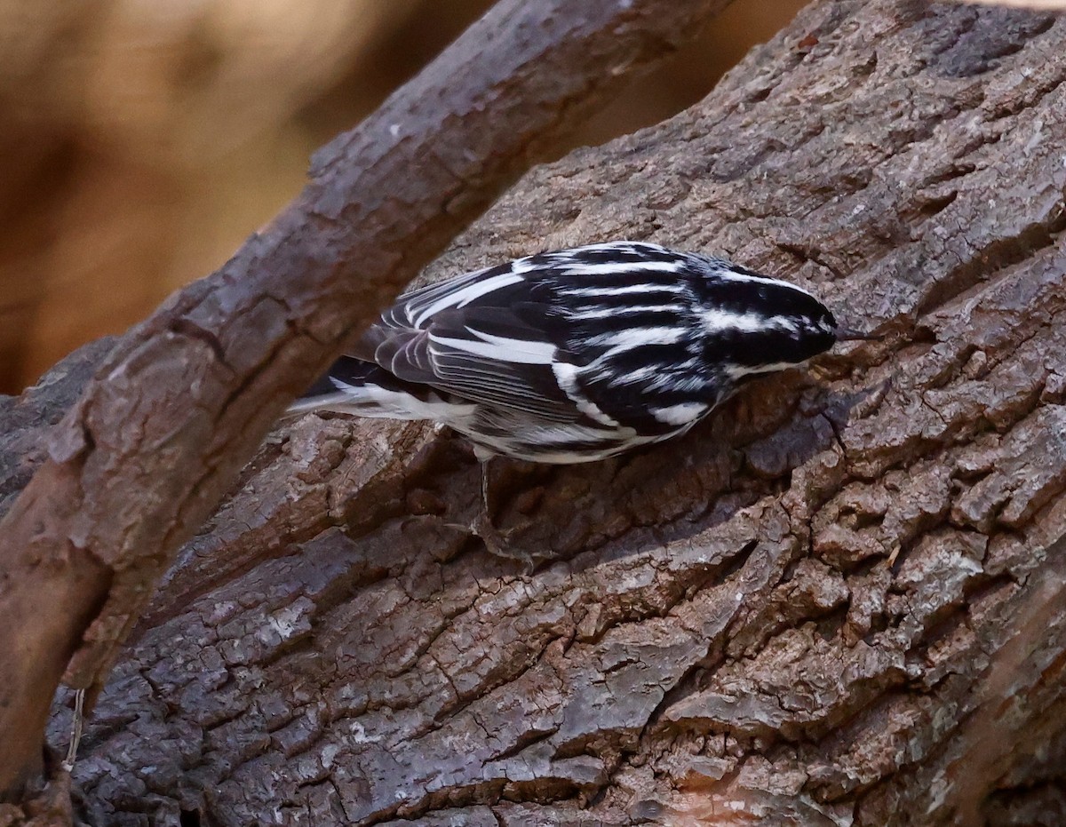 Black-and-white Warbler - ML544496371