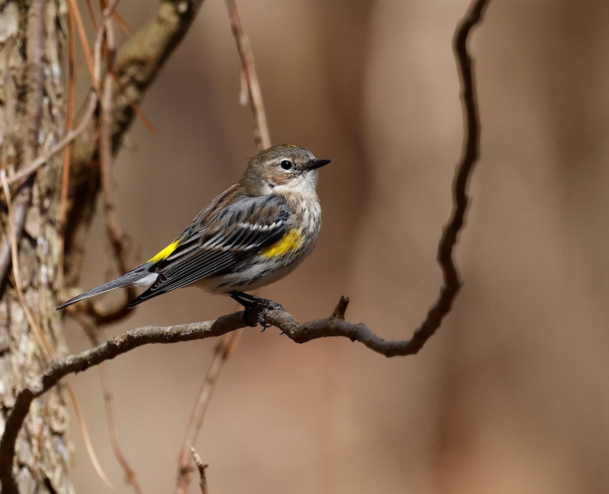 Yellow-rumped Warbler - ML544496381