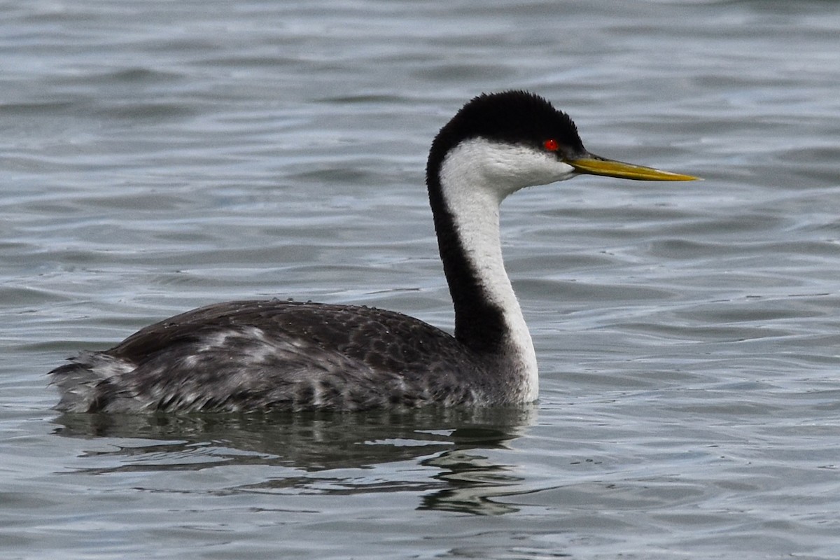 Western Grebe - ML544496491