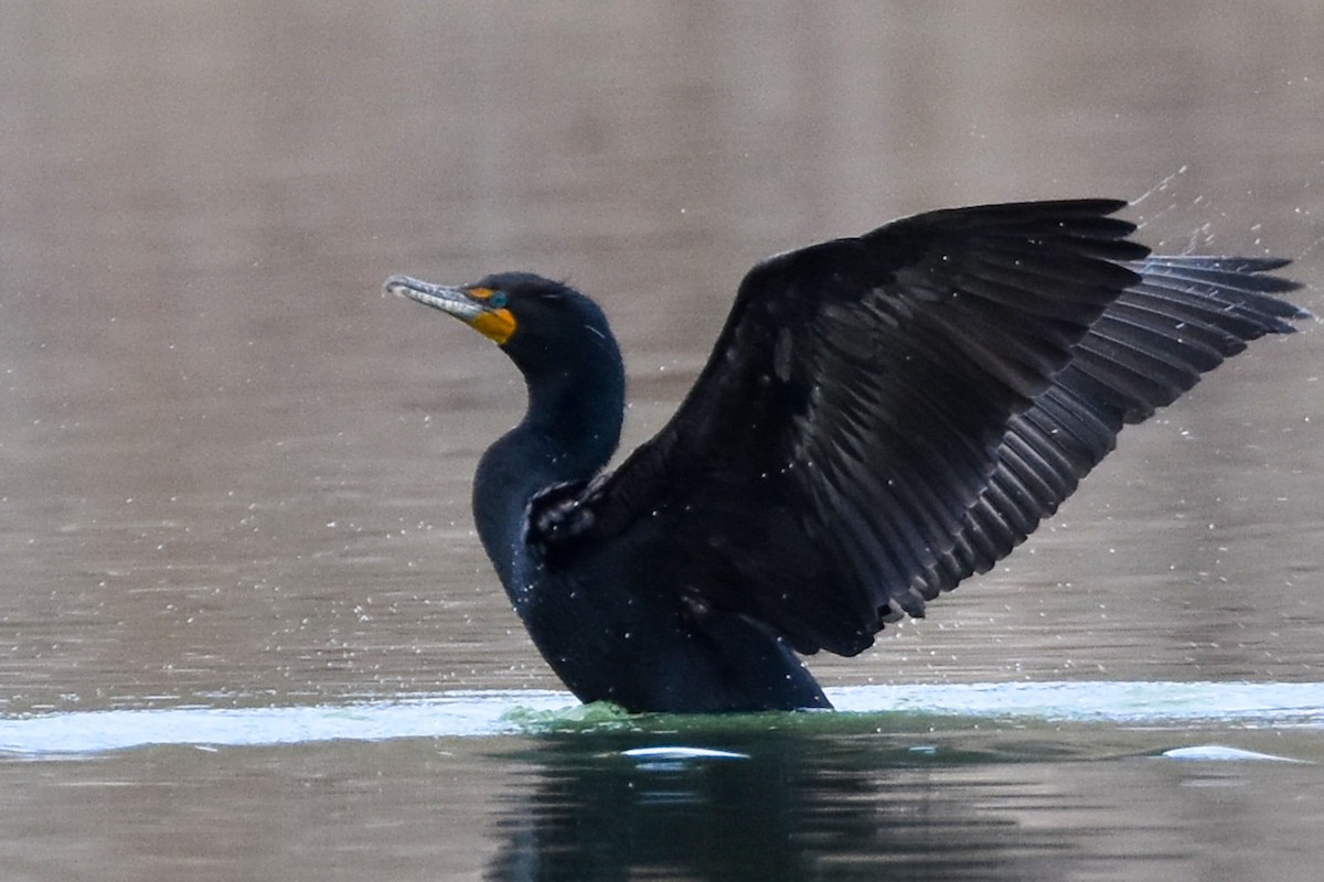 Double-crested Cormorant - T G