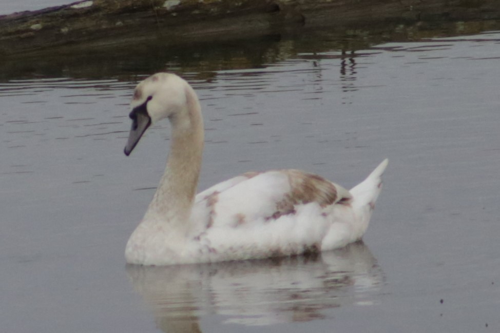 Mute Swan - ML544496721