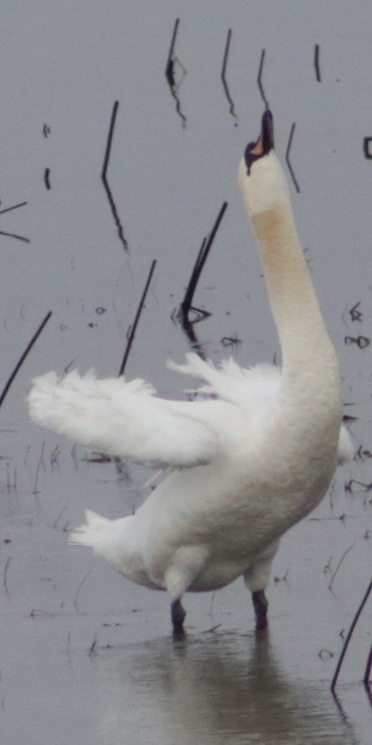 Mute Swan - ML544496821