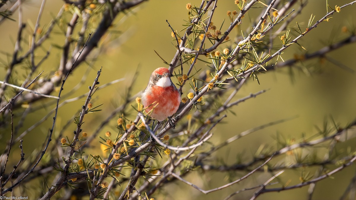 Crimson Chat - ML544497031