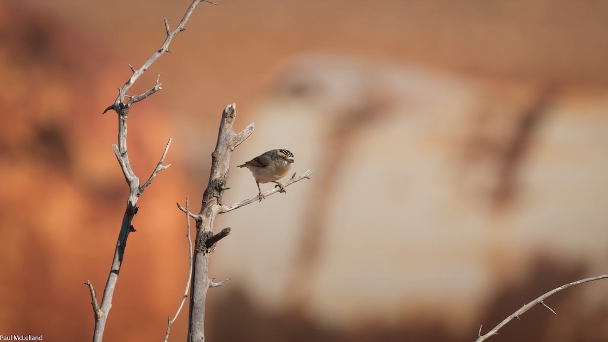 Red-browed Pardalote - ML544497291