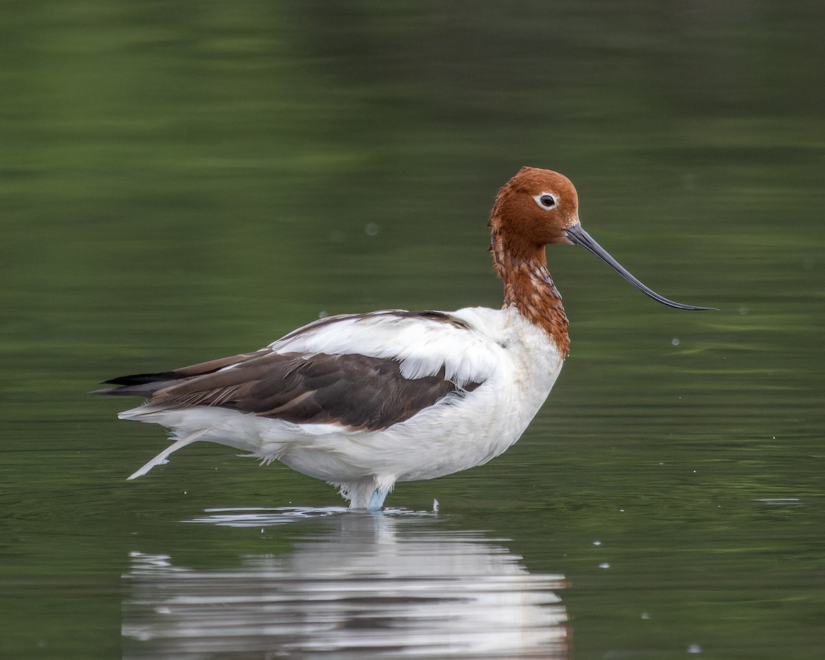 Red-necked Avocet - ML544497531